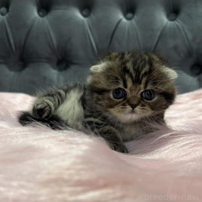 販売中の鹿児島県のスコティッシュフォールド(折れ耳)-136817の6枚目