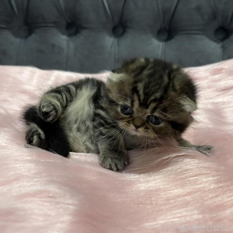 販売中の鹿児島県のスコティッシュフォールド(折れ耳)-136817の5枚目