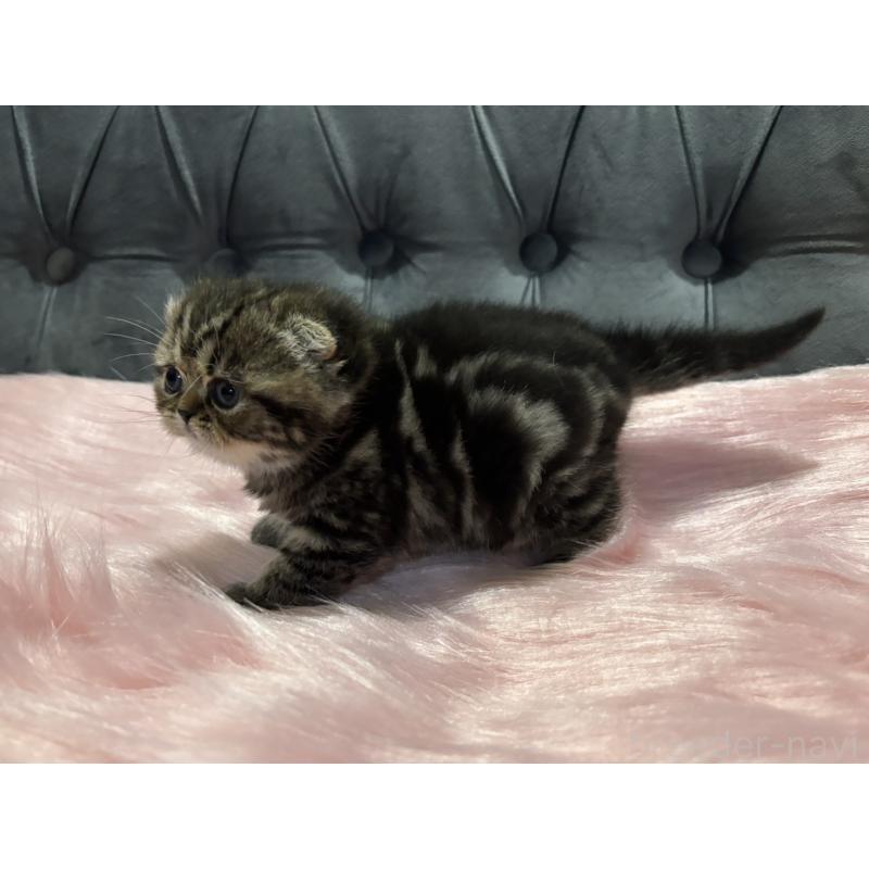 販売中の鹿児島県のスコティッシュフォールド(折れ耳)-136817の4枚目