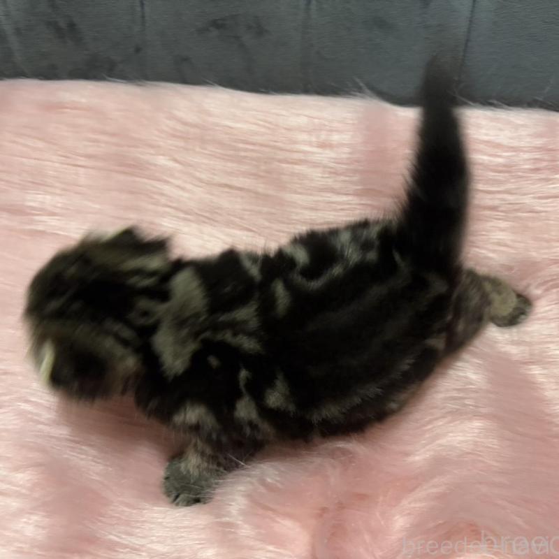 販売中の鹿児島県のスコティッシュフォールド(折れ耳)-136817の2枚目