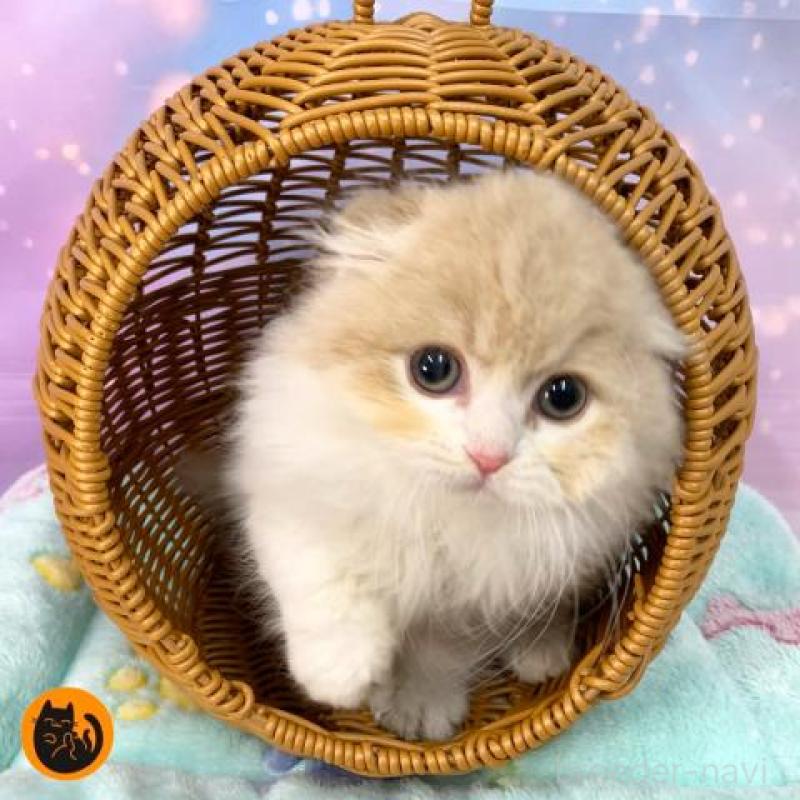 販売中の大阪府のスコティッシュフォールド(折れ耳)-136819