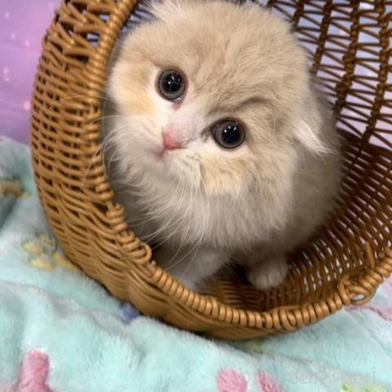 販売中の大阪府のスコティッシュフォールド(折れ耳)-136819の6枚目