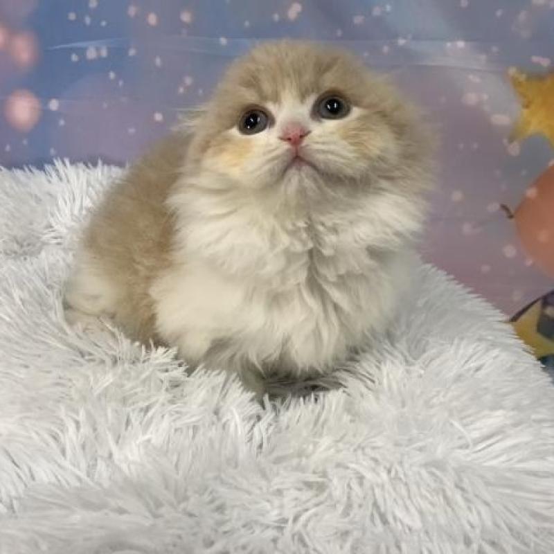 販売中の大阪府のスコティッシュフォールド(折れ耳)-136819の5枚目