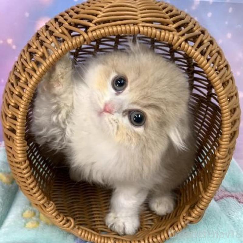 販売中の大阪府のスコティッシュフォールド(折れ耳)-136819の4枚目