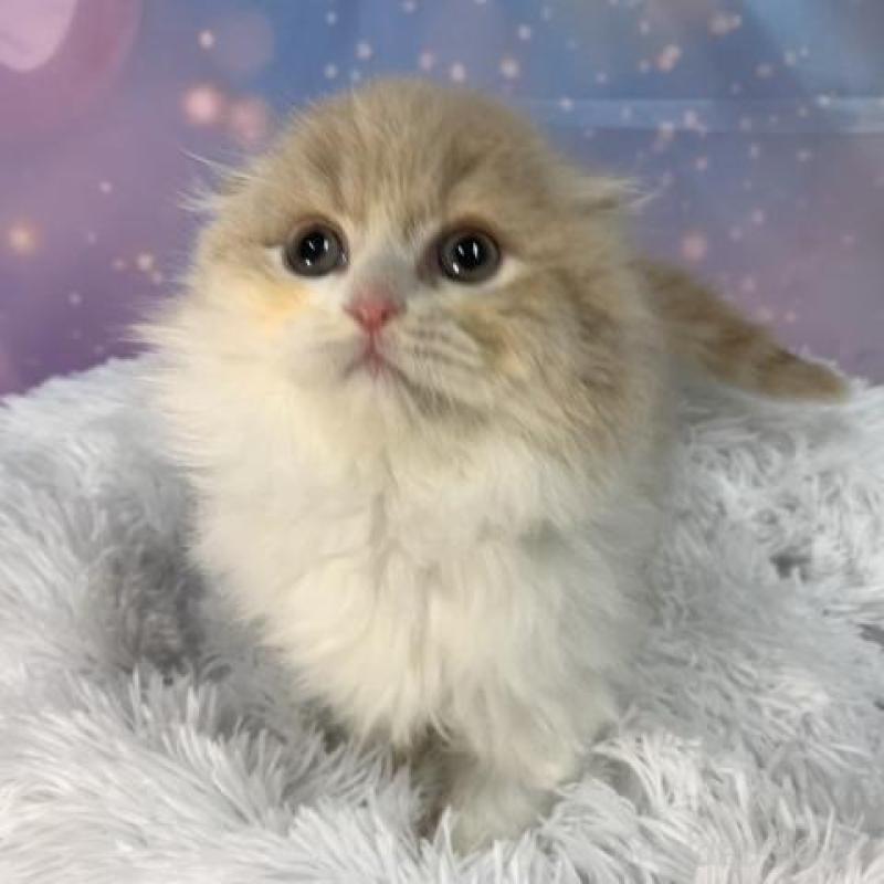 販売中の大阪府のスコティッシュフォールド(折れ耳)-136819の3枚目