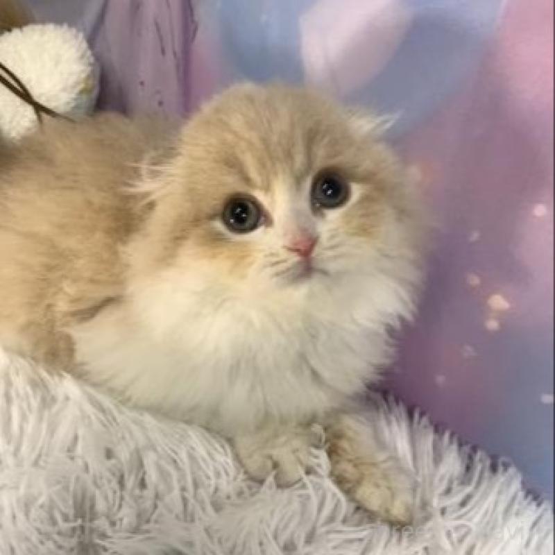 販売中の大阪府のスコティッシュフォールド(折れ耳)-136819の2枚目