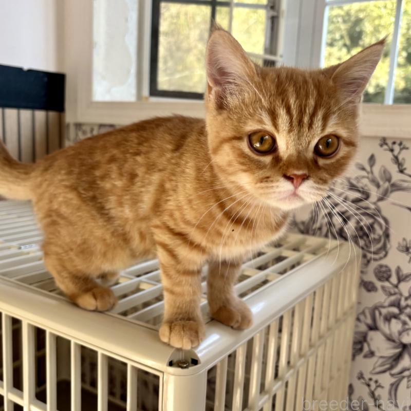 販売中の千葉県のミヌエット-136820の8枚目