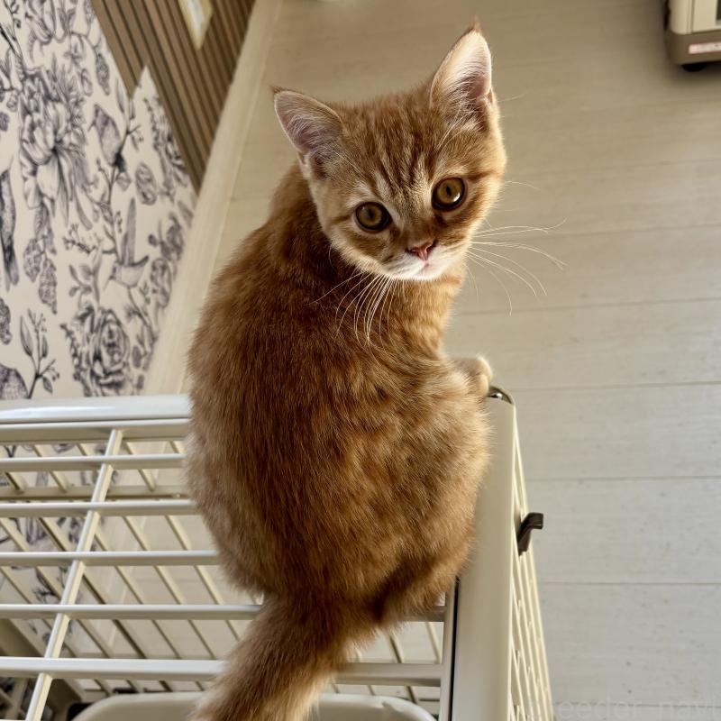 販売中の千葉県のミヌエット-136820の7枚目