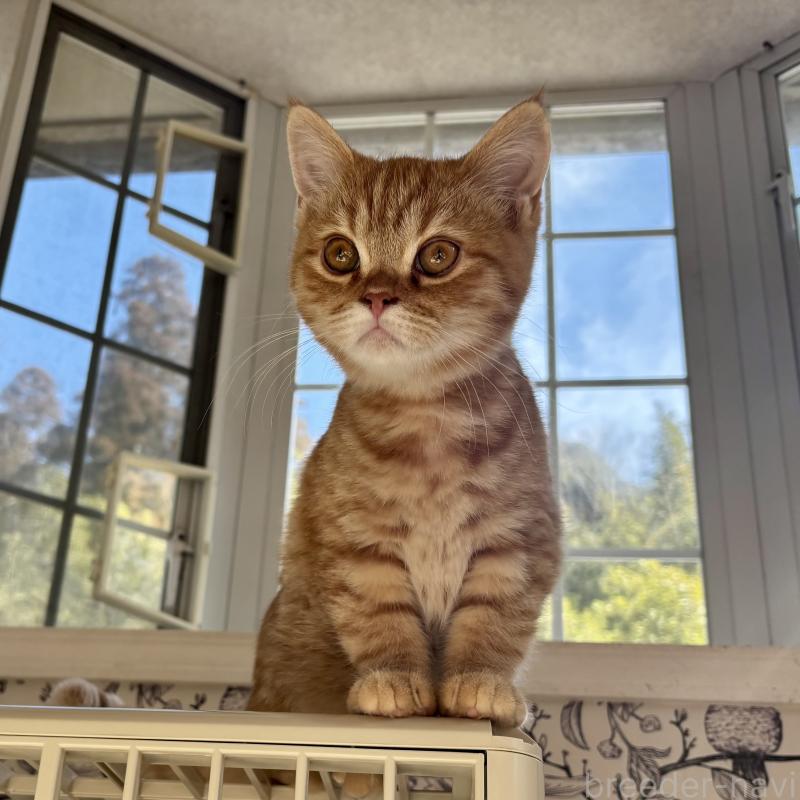 販売中の千葉県のミヌエット-136820の6枚目