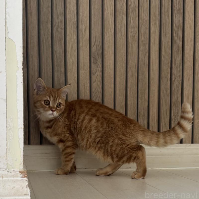 販売中の千葉県のミヌエット-136820の5枚目