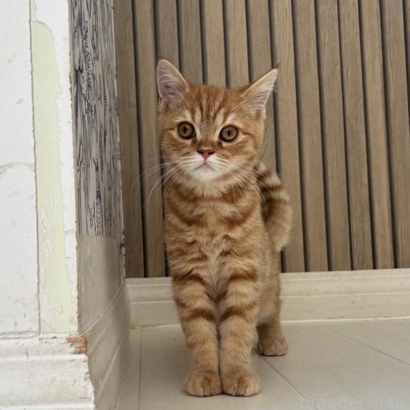 販売中の千葉県のミヌエット-136820