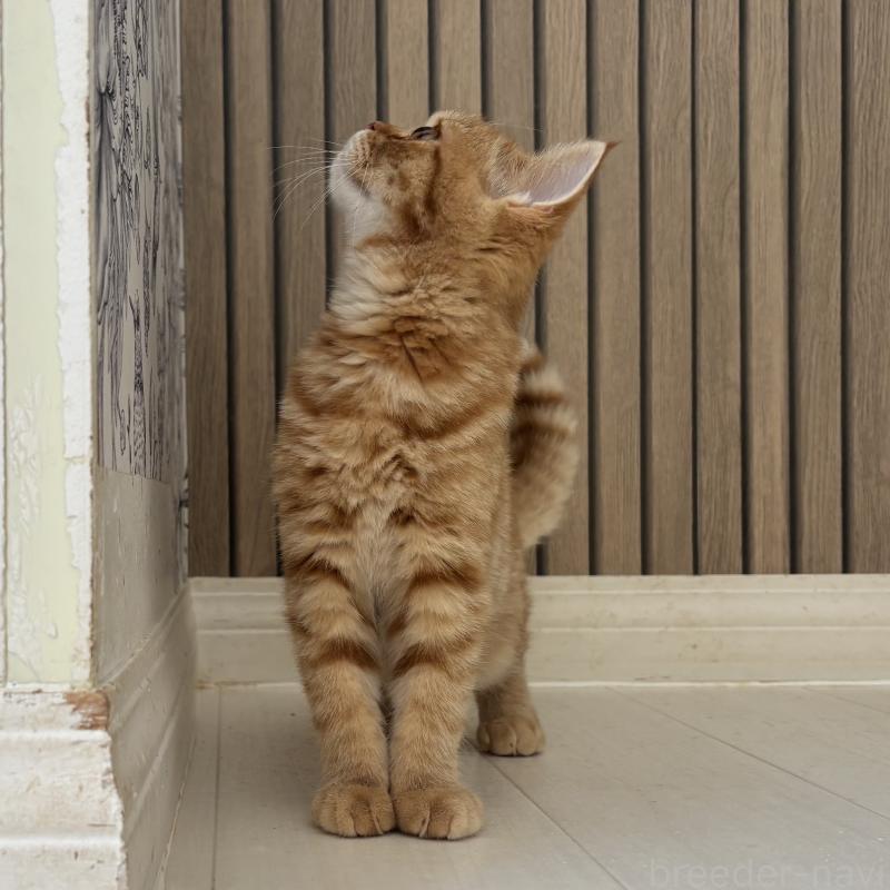 販売中の千葉県のミヌエット-136820の4枚目