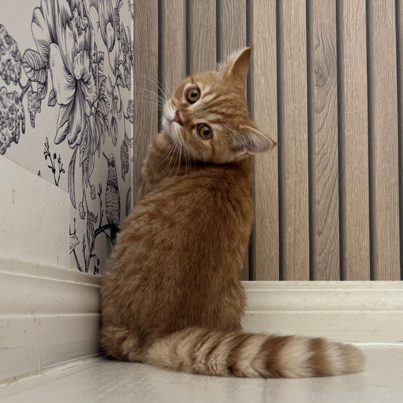 販売中の千葉県のミヌエット-136820の2枚目