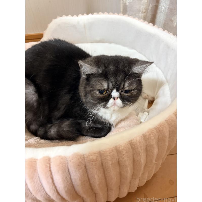 販売中の静岡県のエキゾチックショートヘア-125225の2枚目