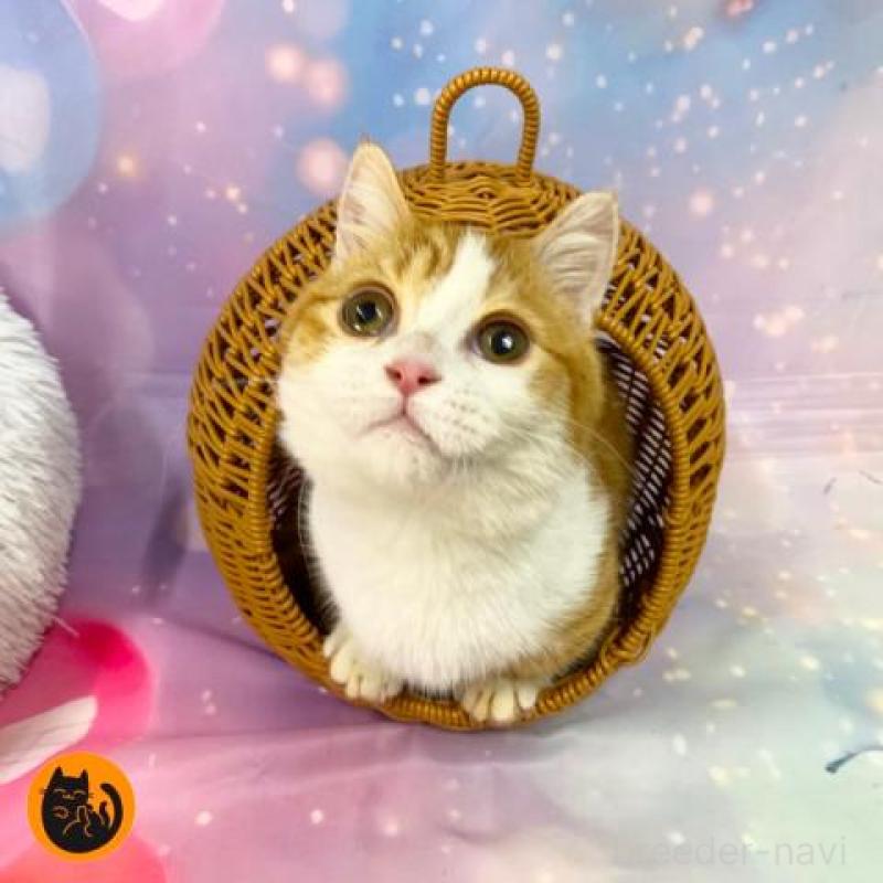 販売中の大阪府のマンチカン(短足)-136821の1枚目