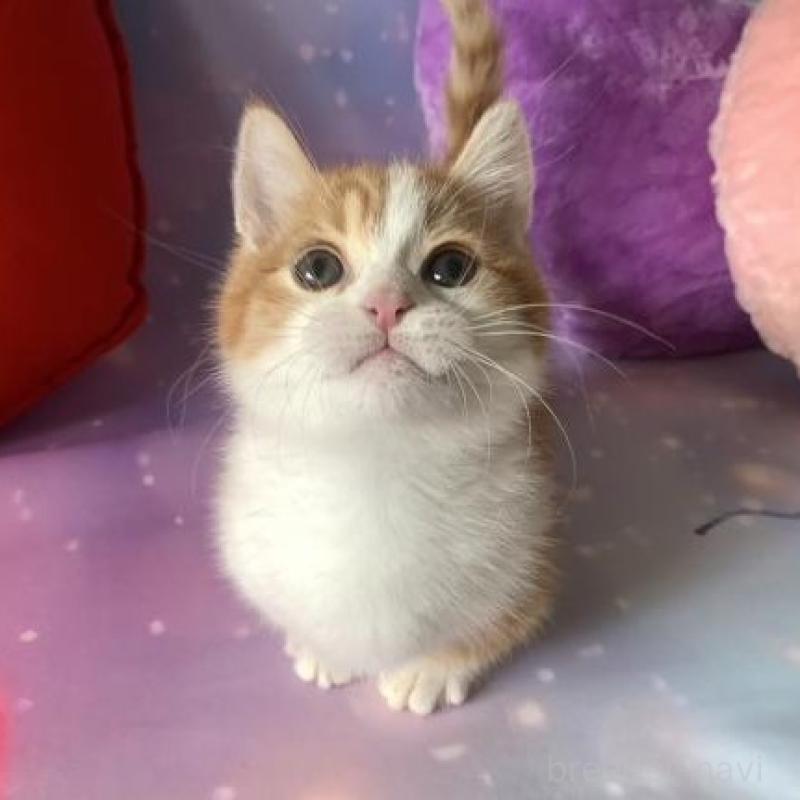 販売中の大阪府のマンチカン(短足)-136821の6枚目