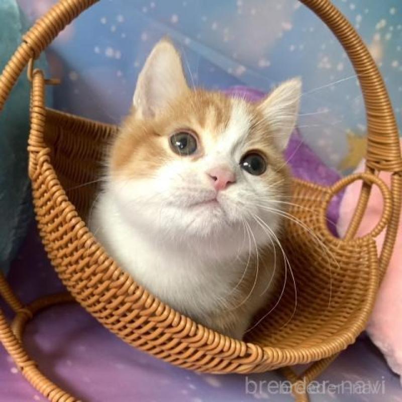 販売中の大阪府のマンチカン(短足)-136821の5枚目