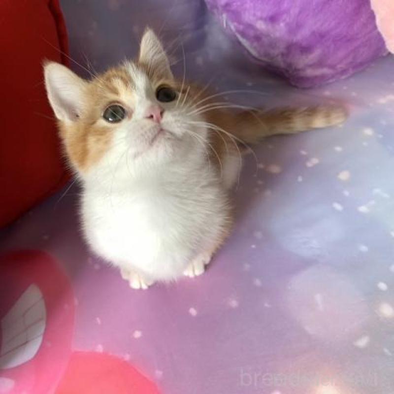 販売中の大阪府のマンチカン(短足)-136821の4枚目