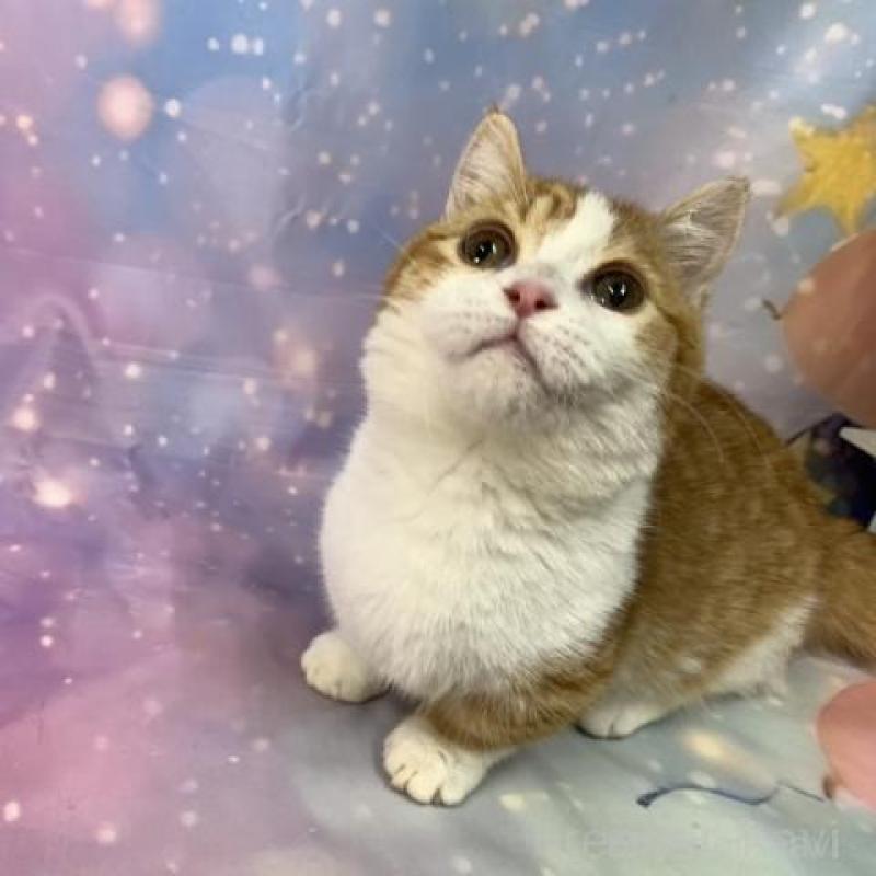 販売中の大阪府のマンチカン(短足)-136821の3枚目