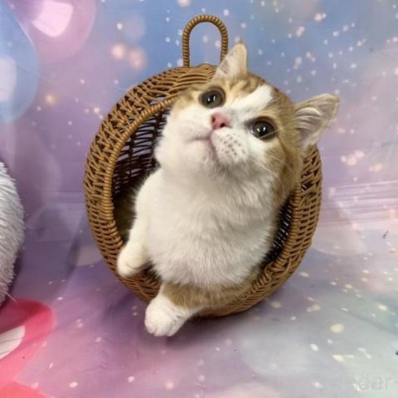 販売中の大阪府のマンチカン(短足)-136821の2枚目