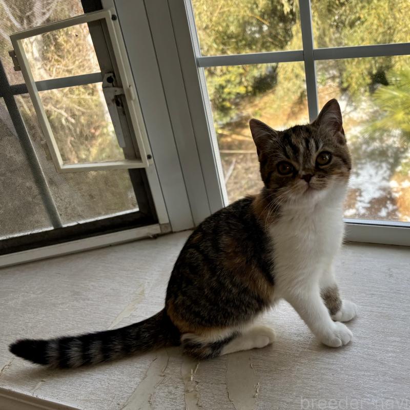 販売中の千葉県のミヌエット-136823の1枚目