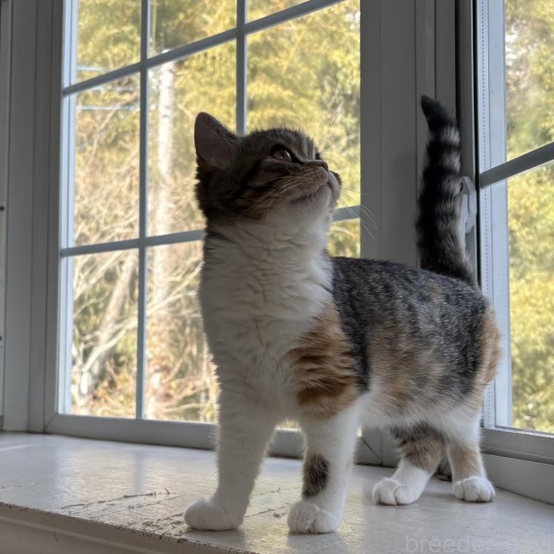 販売中の千葉県のミヌエット-136823の4枚目