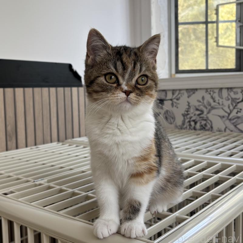 販売中の千葉県のミヌエット-136823の3枚目