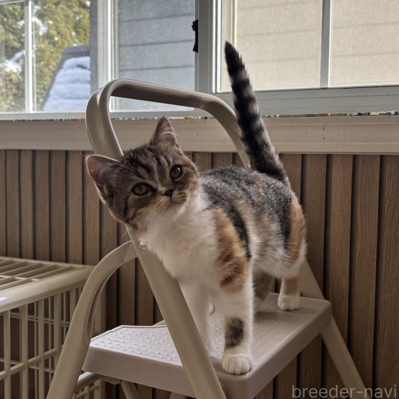 販売中の千葉県のミヌエット-136823の2枚目