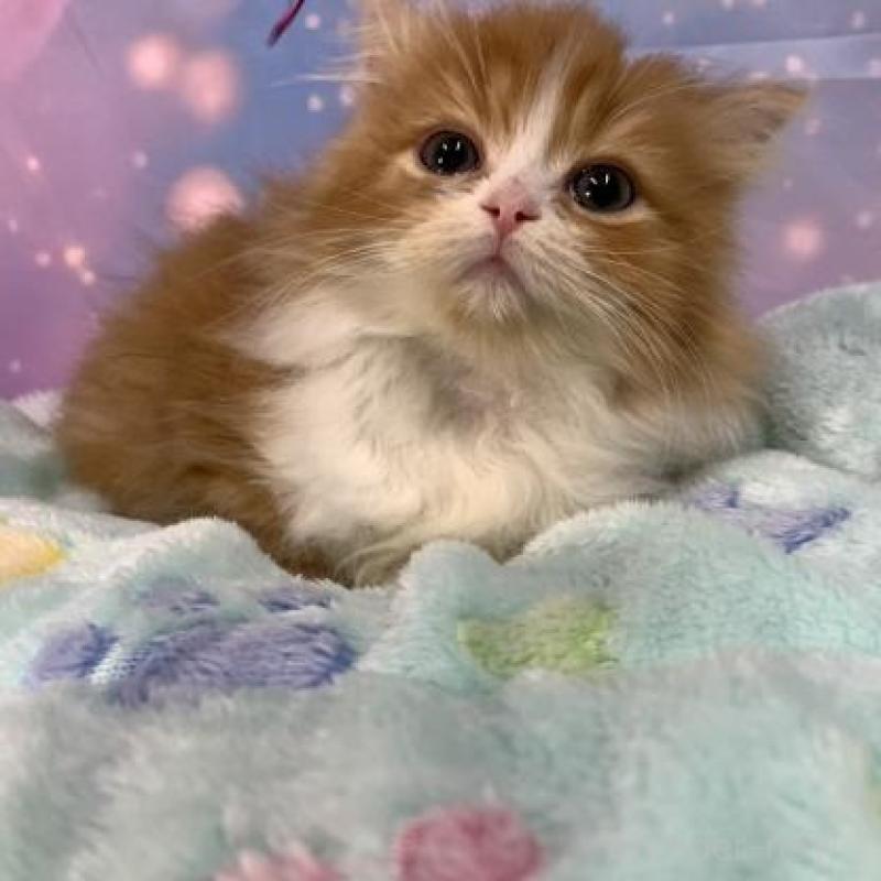 販売中の大阪府のスコティッシュフォールド-136822の6枚目