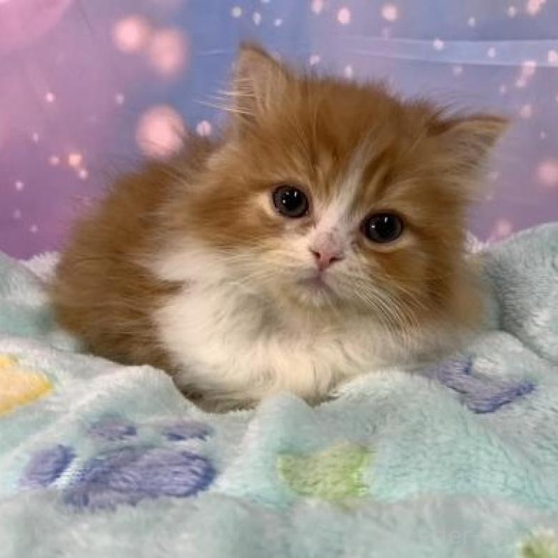 販売中の大阪府のスコティッシュフォールド-136822の4枚目