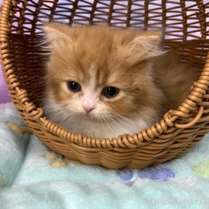 販売中の大阪府のスコティッシュフォールド-136822の2枚目