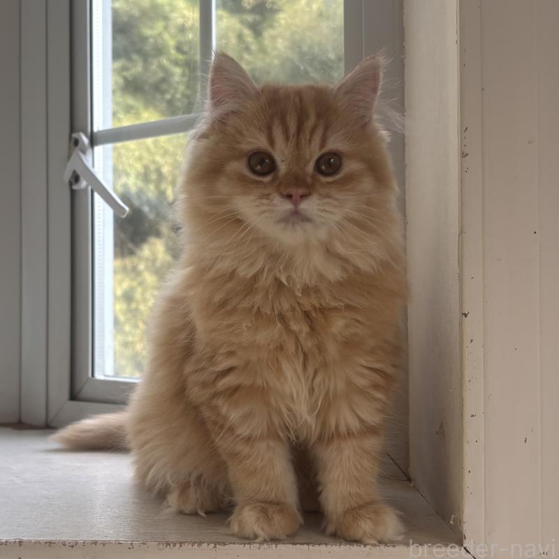 販売中の千葉県のミヌエット-136824