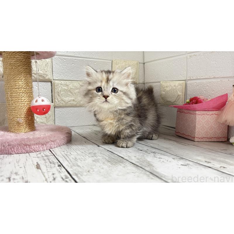 販売中の埼玉県のミヌエット(短足)-135204