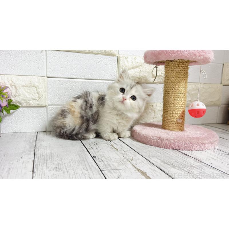 販売中の埼玉県のミヌエット-135206