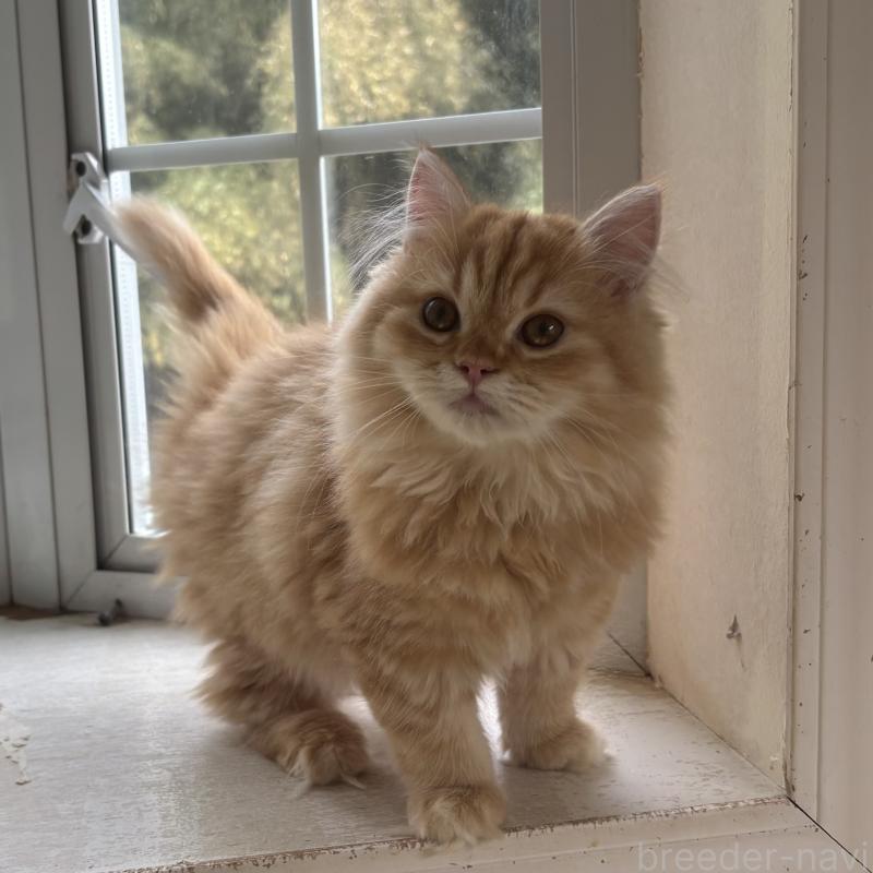 販売中の千葉県のミヌエット-136824の6枚目