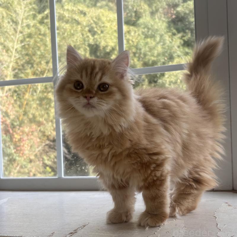 販売中の千葉県のミヌエット-136824の5枚目