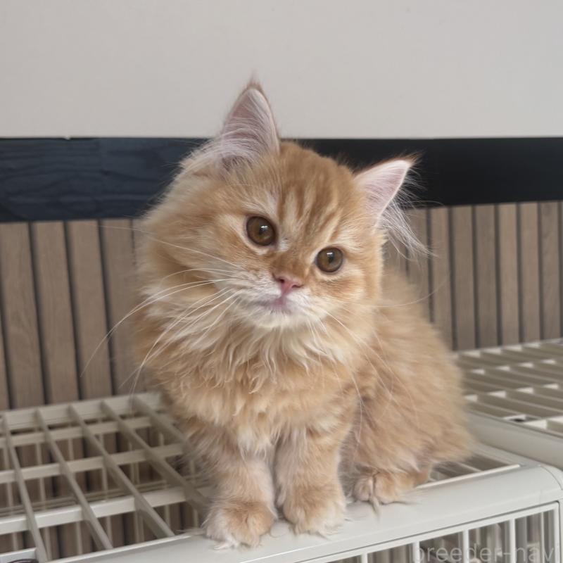 販売中の千葉県のミヌエット-136824の4枚目