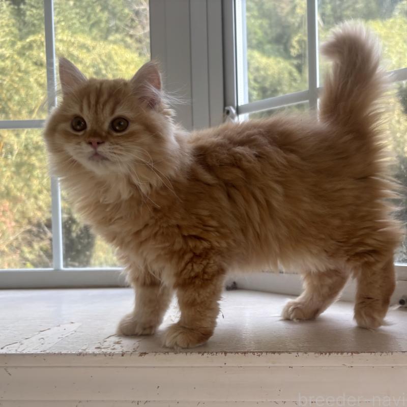 販売中の千葉県のミヌエット-136824の3枚目