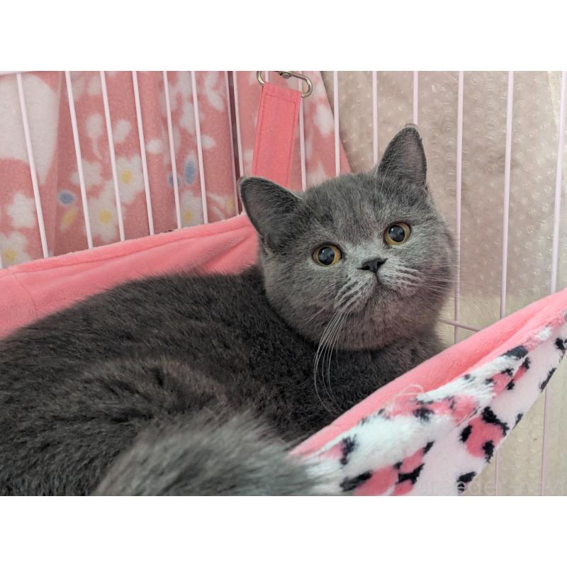 卑弥呼ちゃん1枚目