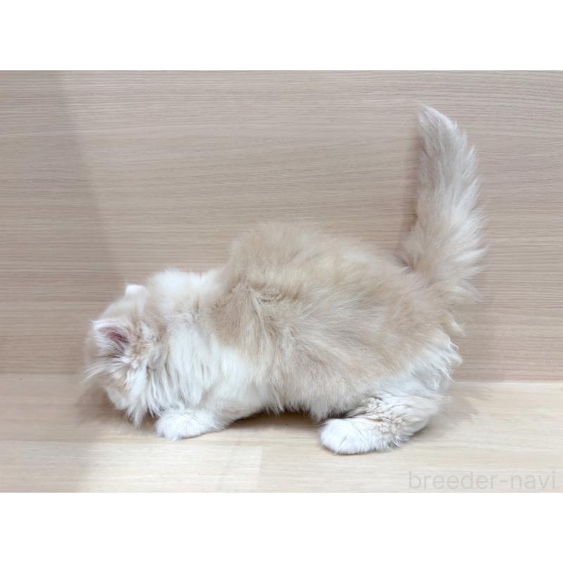 販売中の東京都のラガマフィン-136976の5枚目