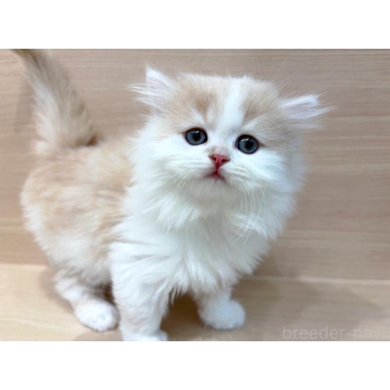 販売中の東京都のラガマフィン-136976の4枚目