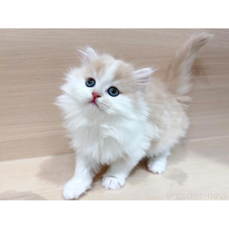 販売中の東京都のラガマフィン-136976の3枚目