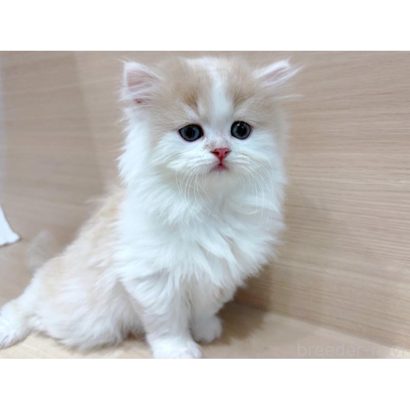 販売中の東京都のラガマフィン-136976の2枚目