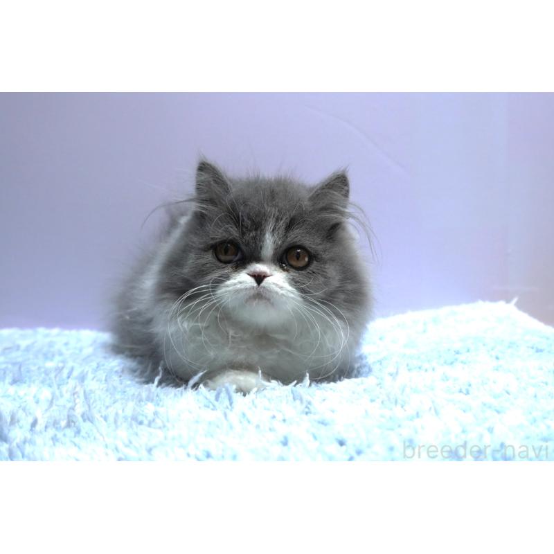 販売中の群馬県のミヌエット(短足)-130797