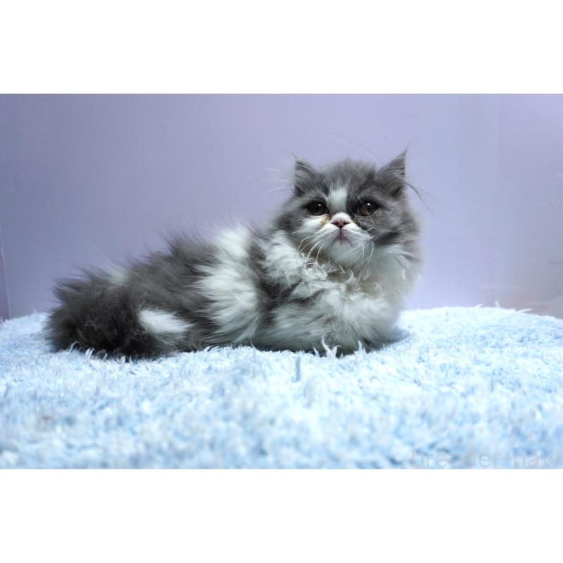 販売中の群馬県のミヌエット(短足)-130800