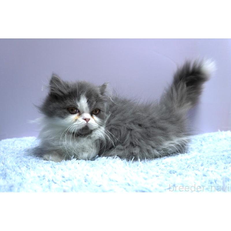 販売中の群馬県のミヌエット(短足)-130798