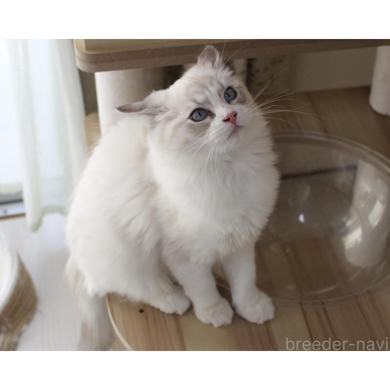 販売中の山梨県のラグドール-131658の5枚目