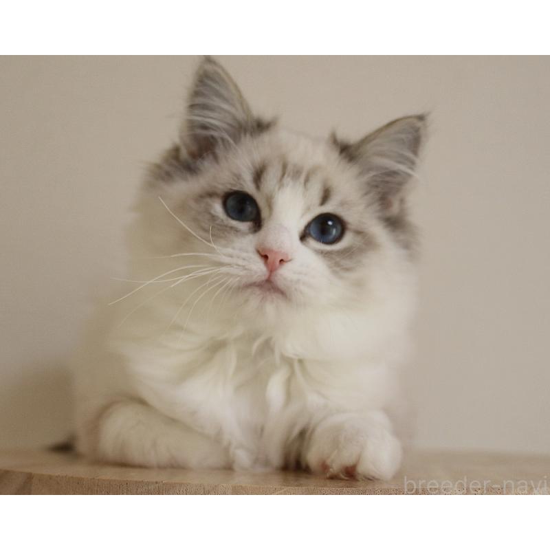 販売中の山梨県のラグドール-131653の10枚目