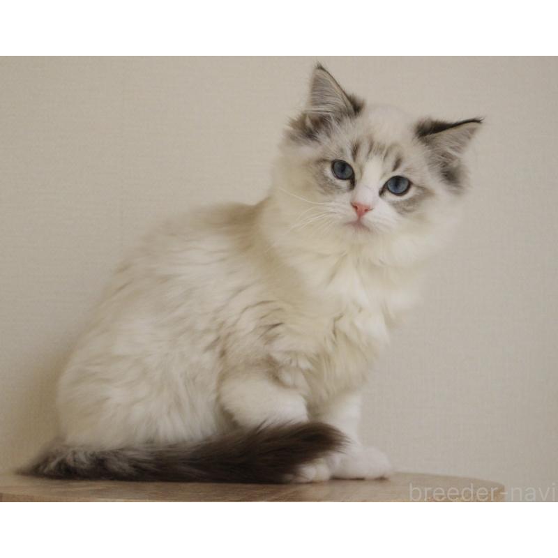 販売中の山梨県のラグドール-131653の9枚目