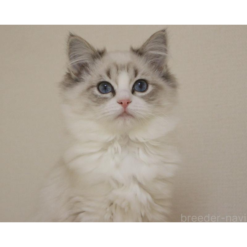 販売中の山梨県のラグドール-131653の8枚目